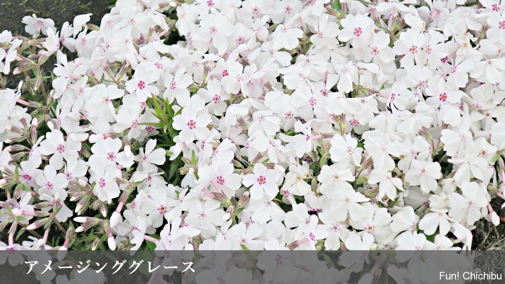 アメージンググレース