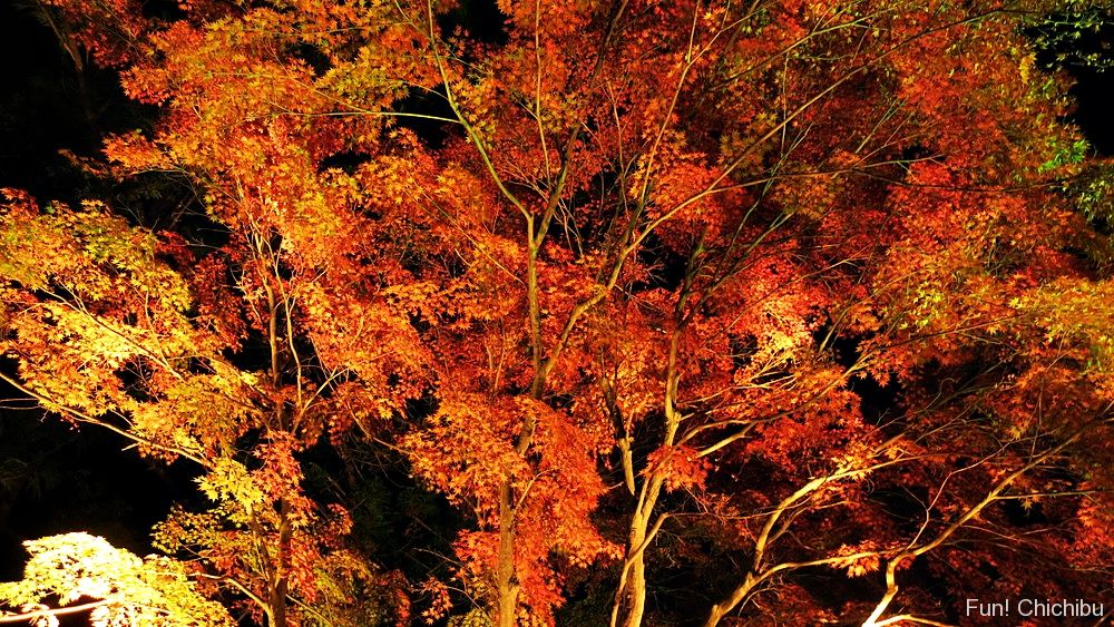 Autumn Japanese Maples