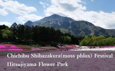 Chichibu Shibazakura(moss phlox) Festival