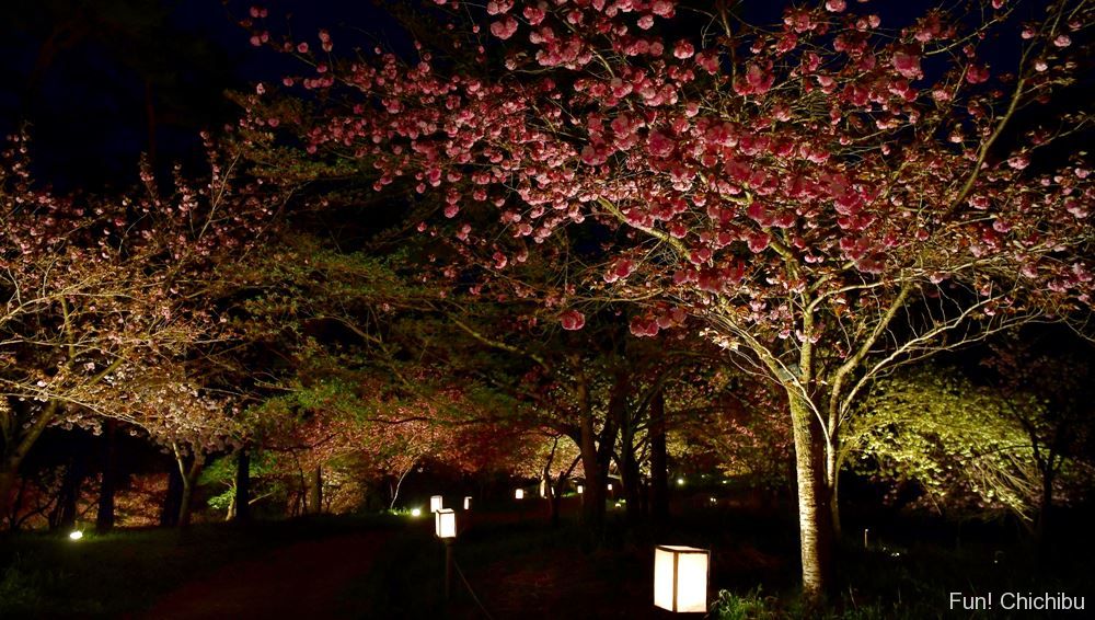 長瀞不動寺の通り抜けの桜ライトアップ