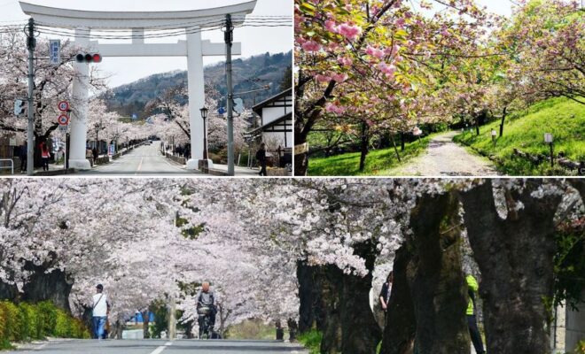 長瀞桜まつり21おすすめスポット3選 通り抜けの桜 や 桜のトンネル と呼ばれる桜並木など開花の時期から見頃まで紹介 秩父 長瀞のおすすめ観光スポット紹介 Fun Chichibu ファンチチブ 長瀞桜まつり21おすすめスポット3選 通り抜けの桜 や 桜のトンネル と呼ばれる桜並木など開花の時期から見頃まで紹介 秩父 長瀞のおすすめ観光スポット紹介 Fun Chichibu ファンチチブ