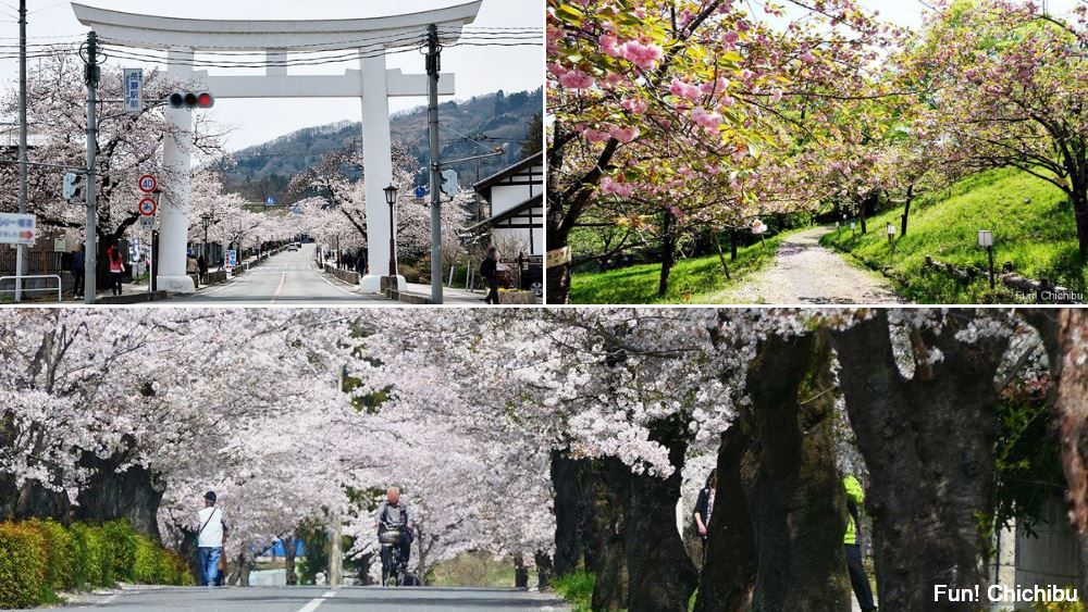 長瀞桜まつり21おすすめスポット3選 通り抜けの桜 や 桜のトンネル と呼ばれる桜並木など開花の時期から見頃まで紹介 秩父 長瀞のおすすめ観光スポット紹介 Fun Chichibu ファンチチブ