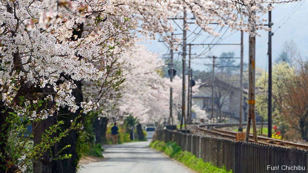 長瀞桜まつり21おすすめスポット4選 通り抜けの桜 や 桜のトンネル と呼ばれる桜並木など開花の時期から見頃まで紹介 秩父 長瀞のおすすめ観光スポット紹介 Fun Chichibu ファンチチブ