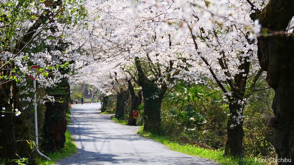 長瀞桜まつり21おすすめスポット4選 通り抜けの桜 や 桜のトンネル と呼ばれる桜並木など開花の時期から見頃まで紹介 秩父 長瀞のおすすめ観光スポット紹介 Fun Chichibu ファンチチブ