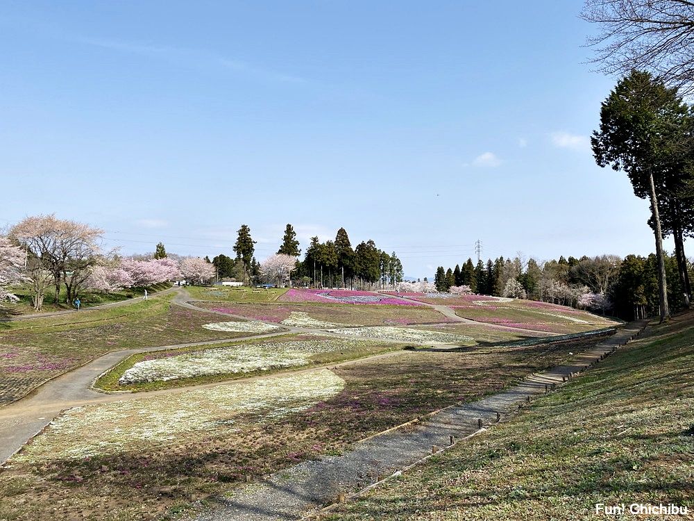 秩父の芝桜 2022年4月7日の様子2